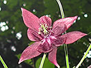 Fiori aquilegia